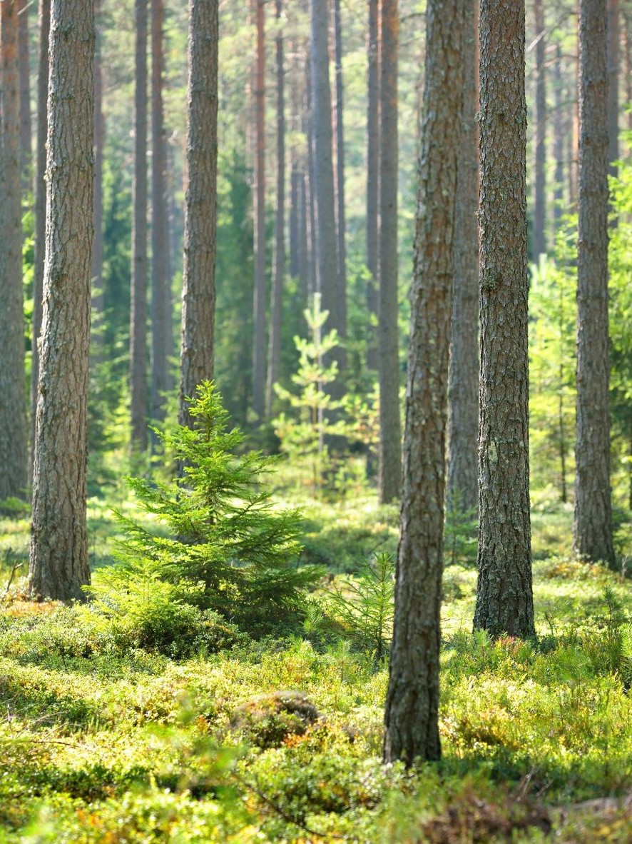 service ukko metsätyöt